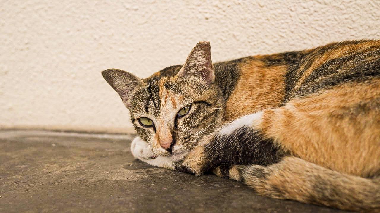 Cat laying on the floor