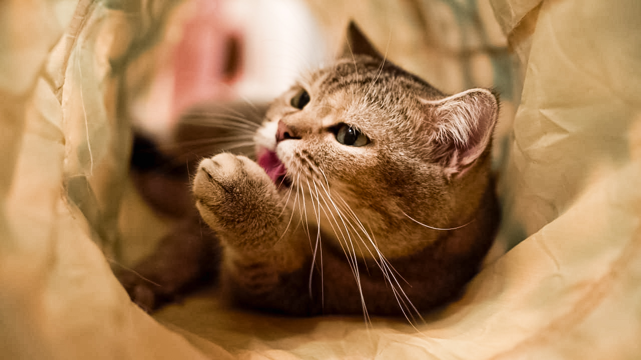 Cat licking paw near a paper bag