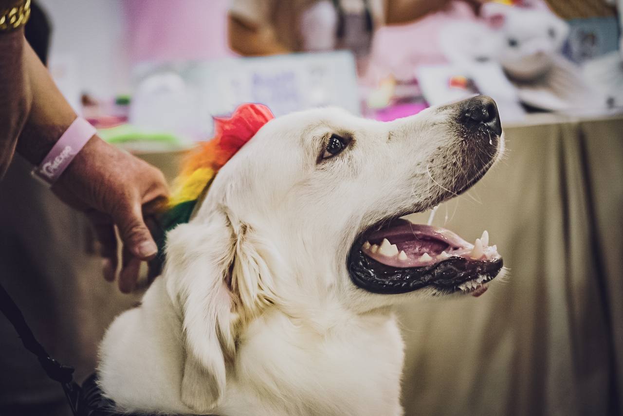 Golden retriever with a rainbow mane