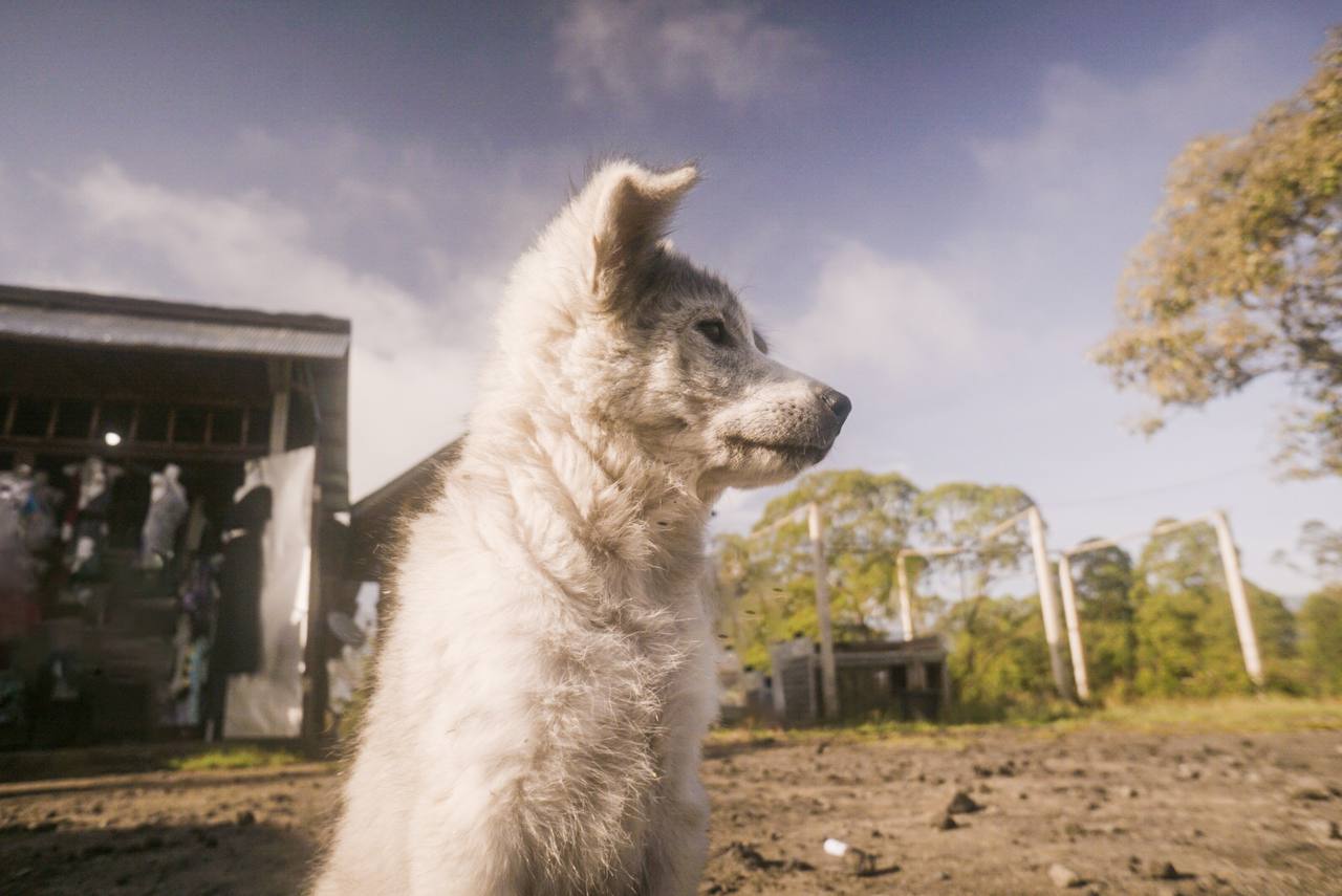 Puppy looking away outdoors