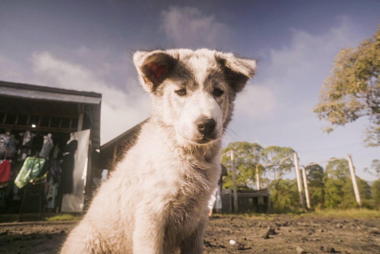 Puppy outdoors with a cloudy sky