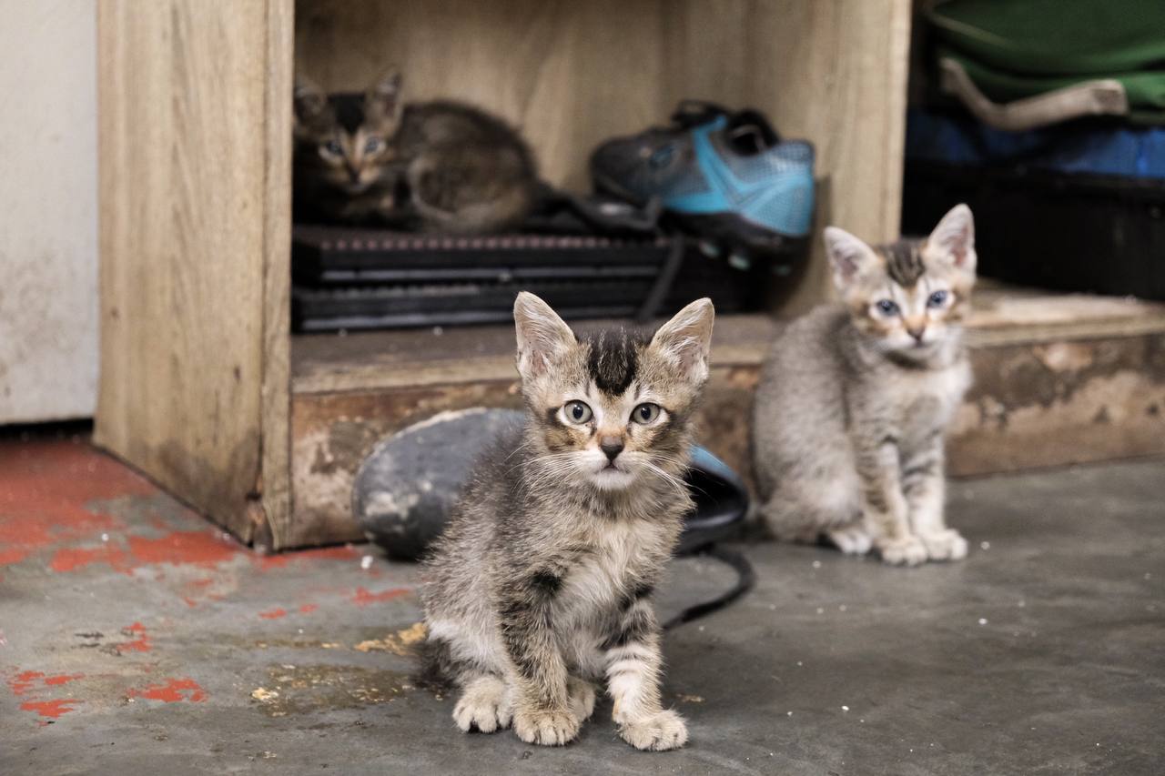 Three kittens on the floor