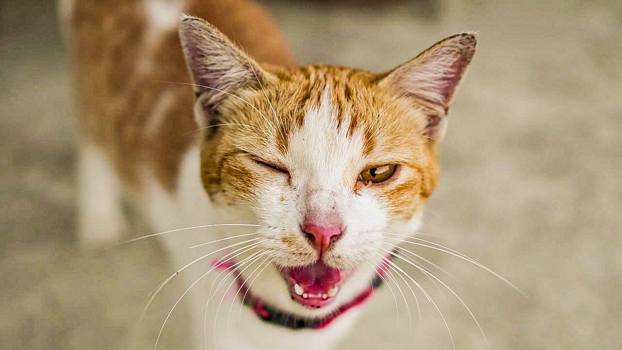 Winking cat yawning